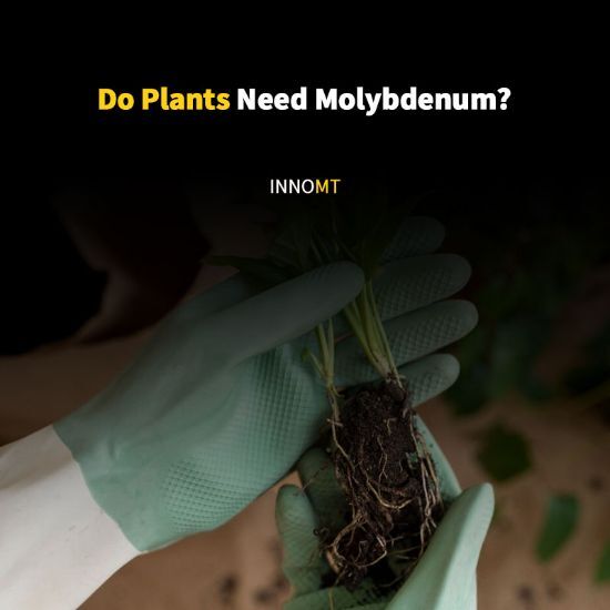 Do Plants Need Molybdenum?